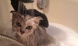 给猫咪洗澡怎么才能让它很好地配合呢？
