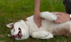 狗狗产后抽搐症会自己好吗？